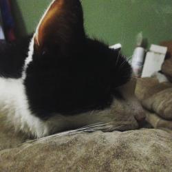 User Profile: Shadeshack