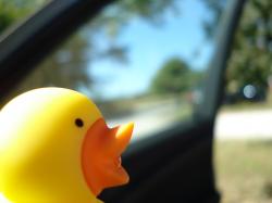 User Profile: DuckBook