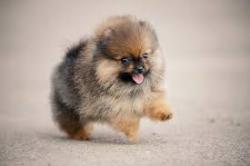 User Profile: PuppyLove312