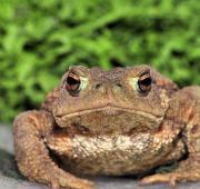 User Profile: Bumpytoad