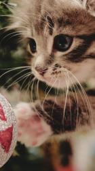 User Profile: IReallyReallyLikeCats