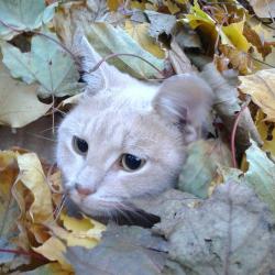 User Profile: PsychicCat11