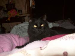 User Profile: catlady04240